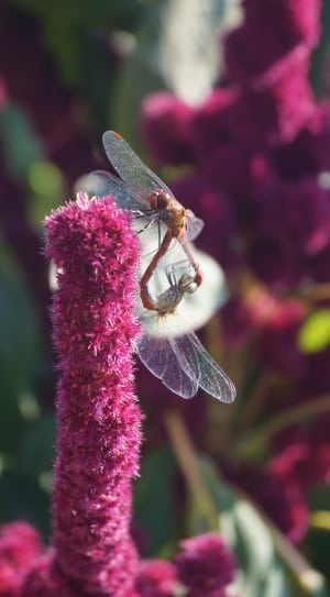 purple flower with brown dragonfly thumbnail
