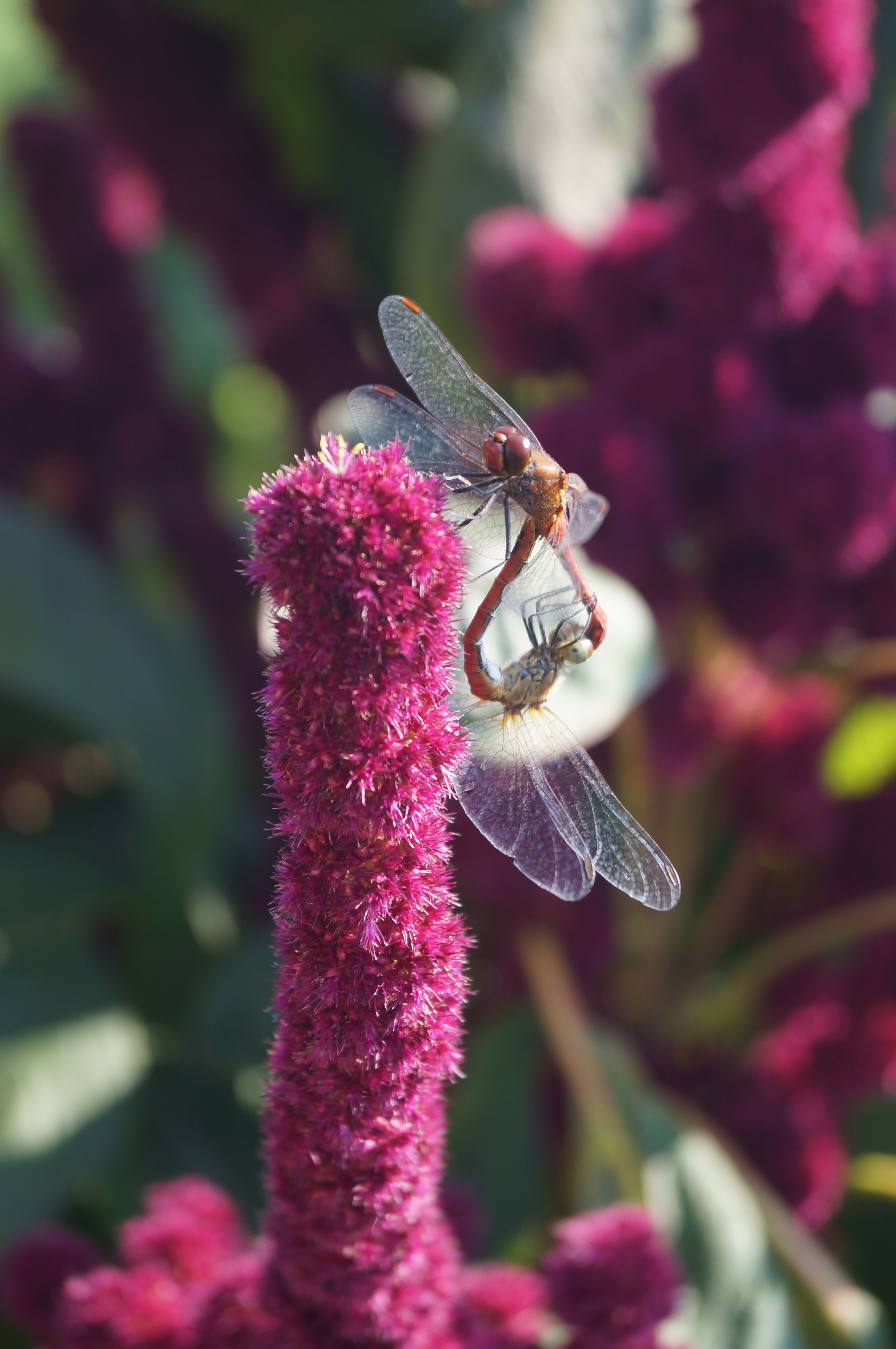 purple flower with brown dragonfly