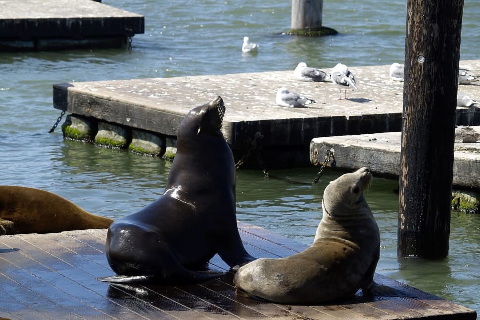 2 sea lions preview