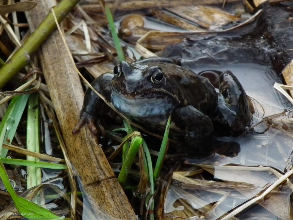 brown bull frog preview