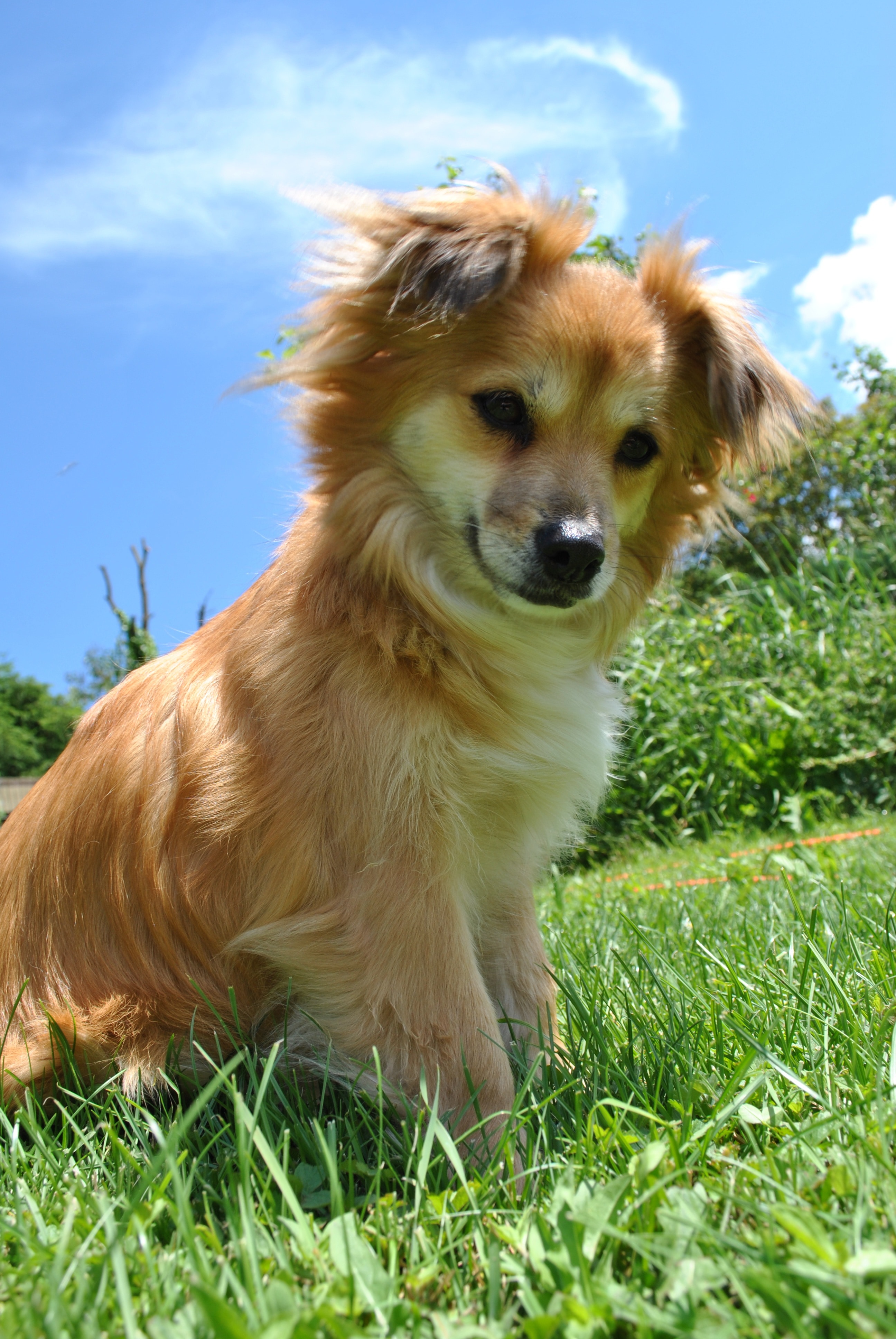 tan medium coated dog on grass field