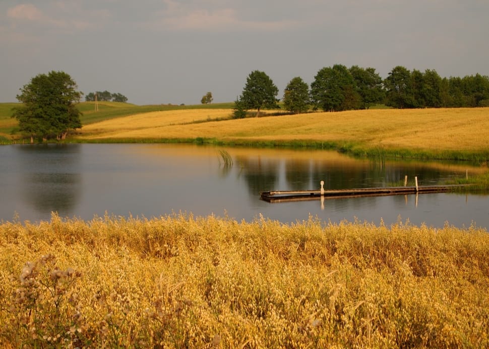 Nature, Landscape, Pond, Lake, Corn, reflection, nature preview
