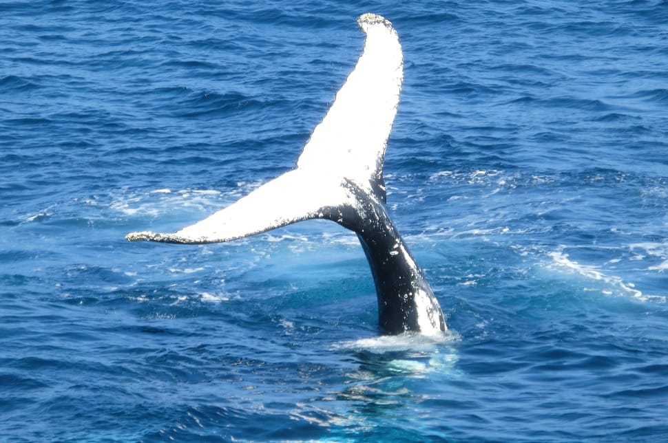 white whale tail on blue body of water during daytime preview