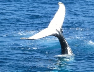 white whale tail on blue body of water during daytime thumbnail