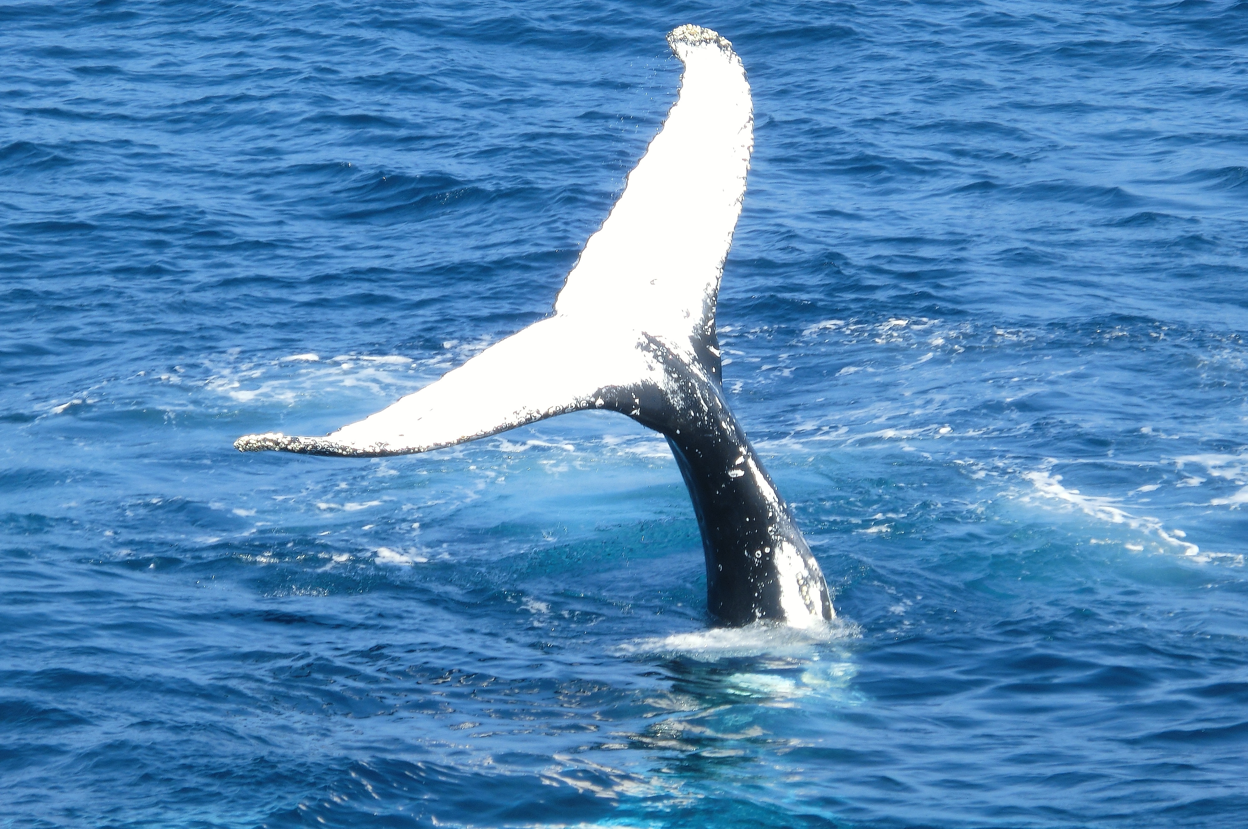 white whale tail on blue body of water during daytime