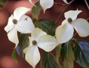 white 4-petal flower thumbnail