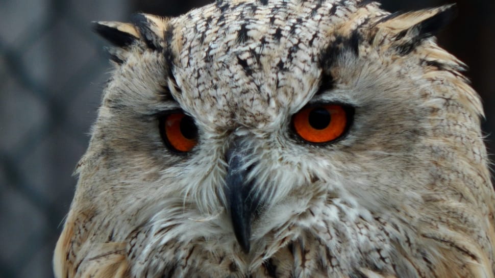 eagle owl preview