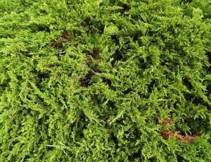 close up photo of green fern tree thumbnail