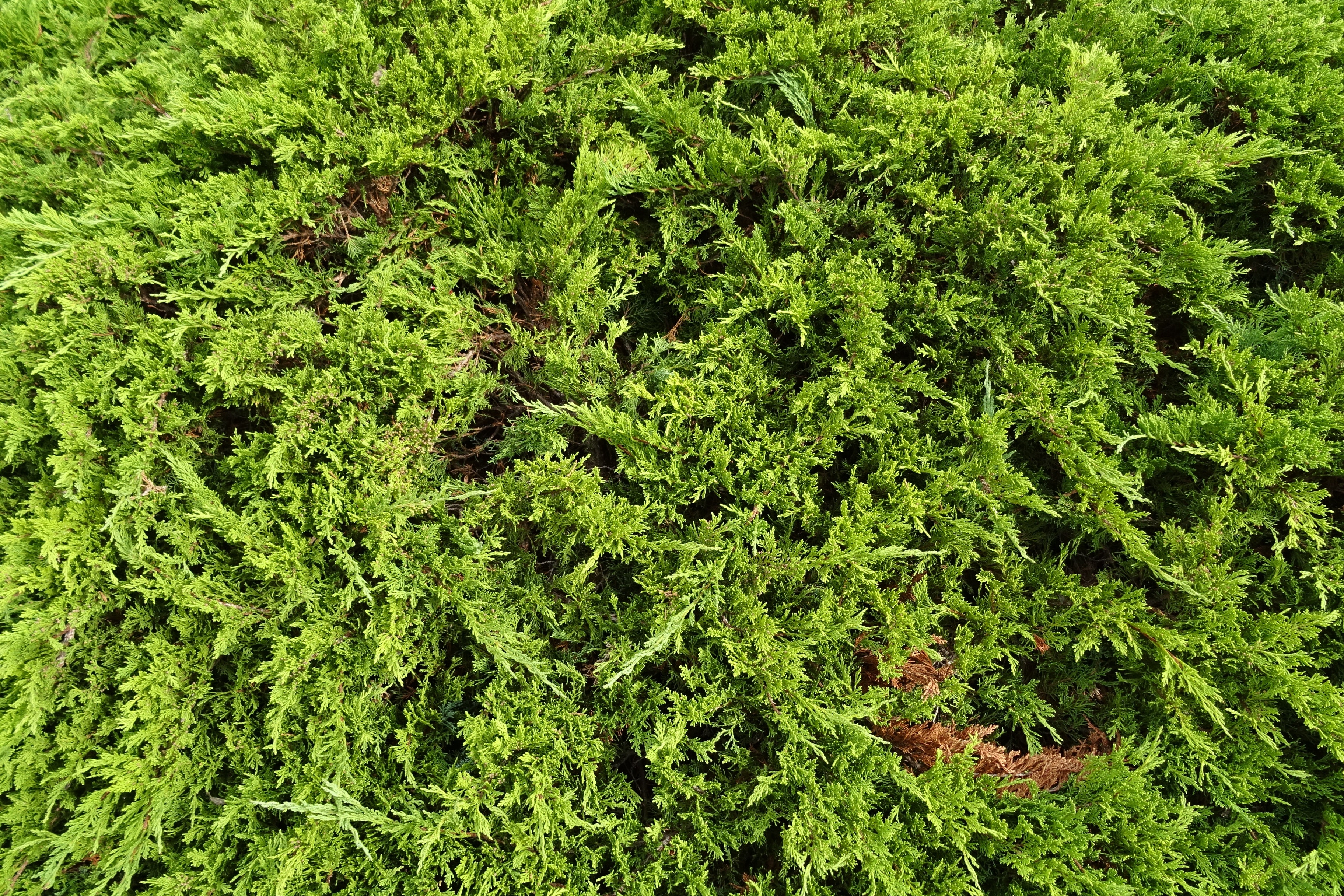 close up photo of green fern tree