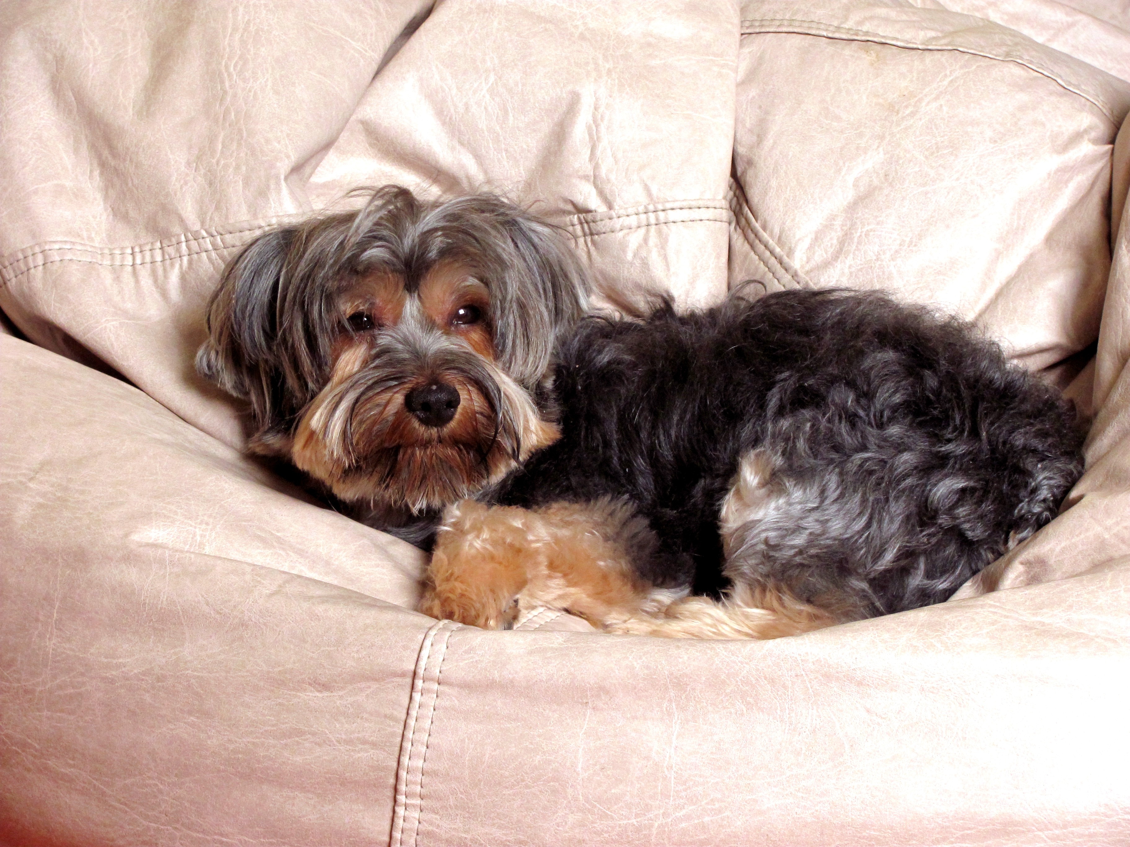 black and tan yorkshire terrier