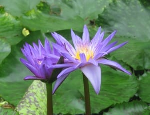 2 lotus flower thumbnail