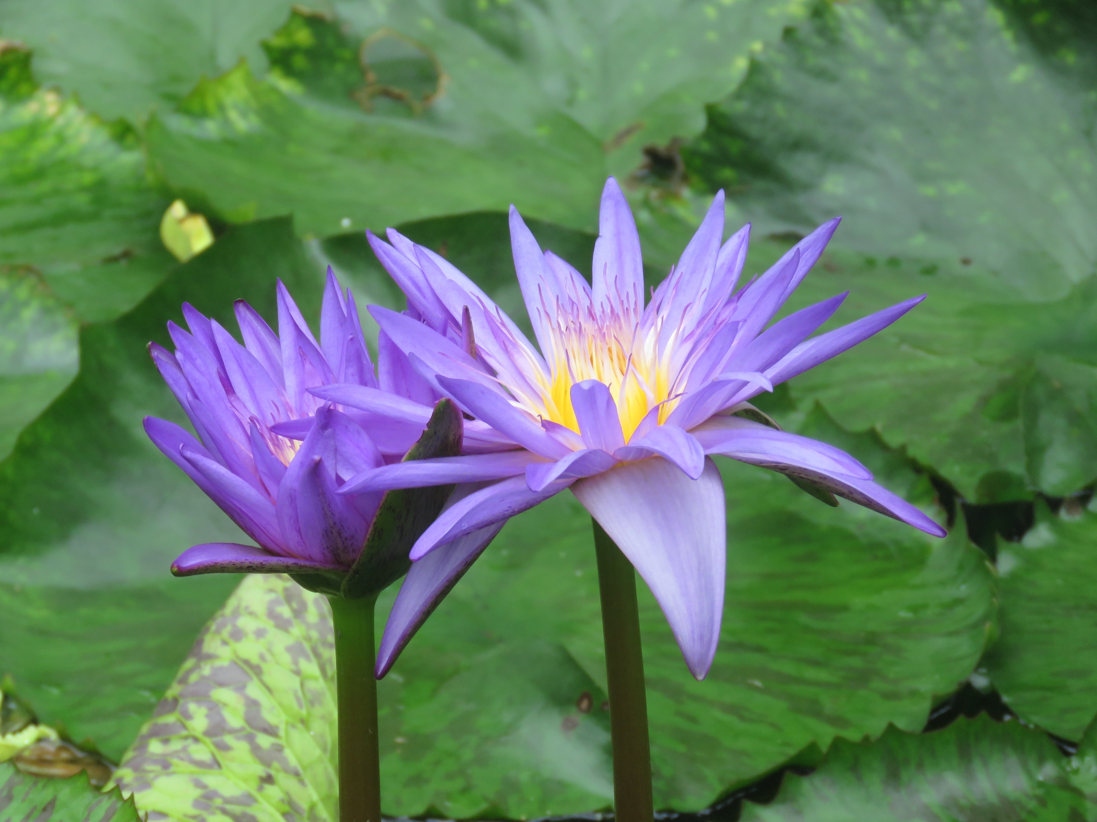 2 lotus flower