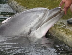 gray dolphin thumbnail