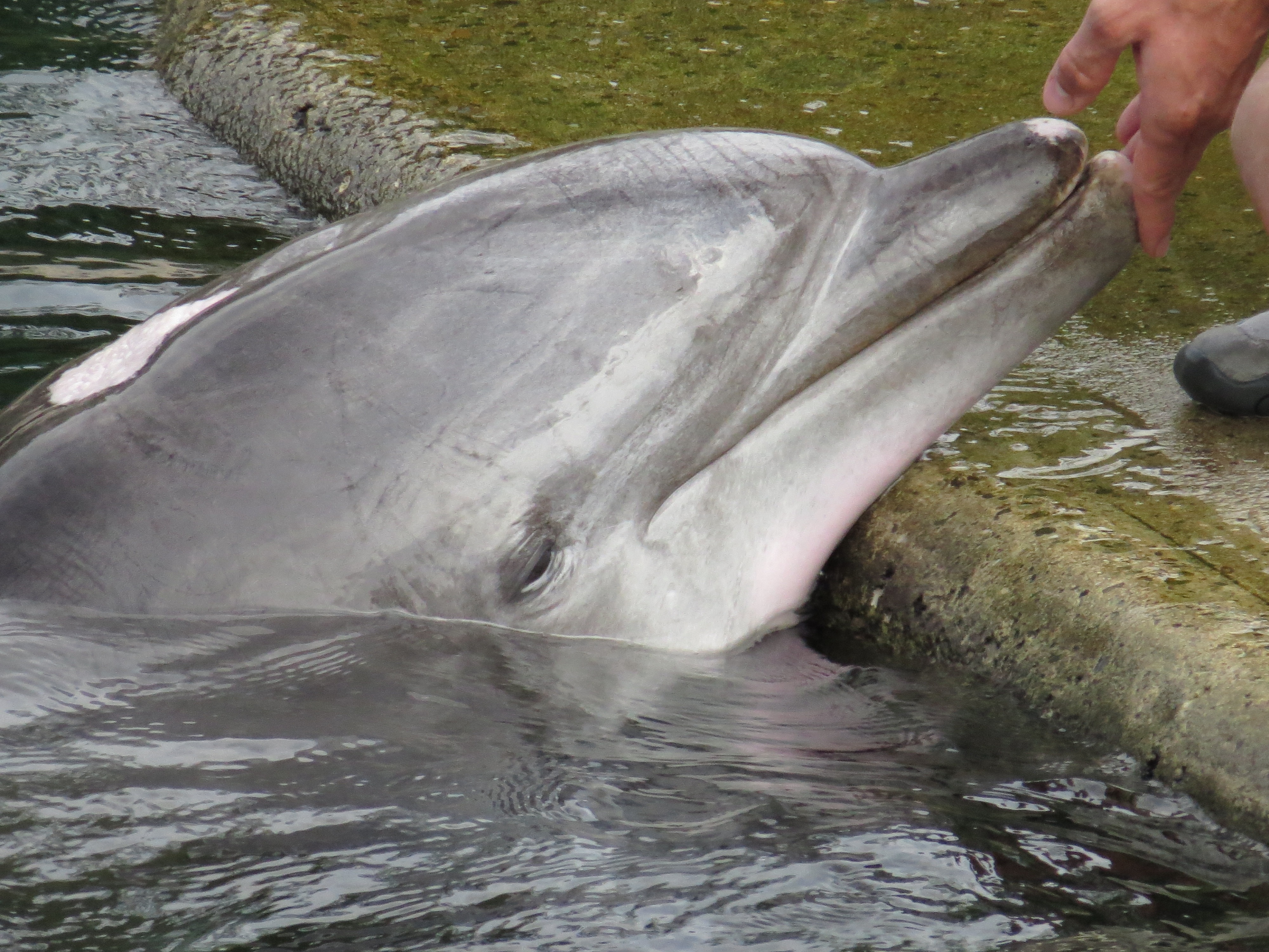 gray dolphin