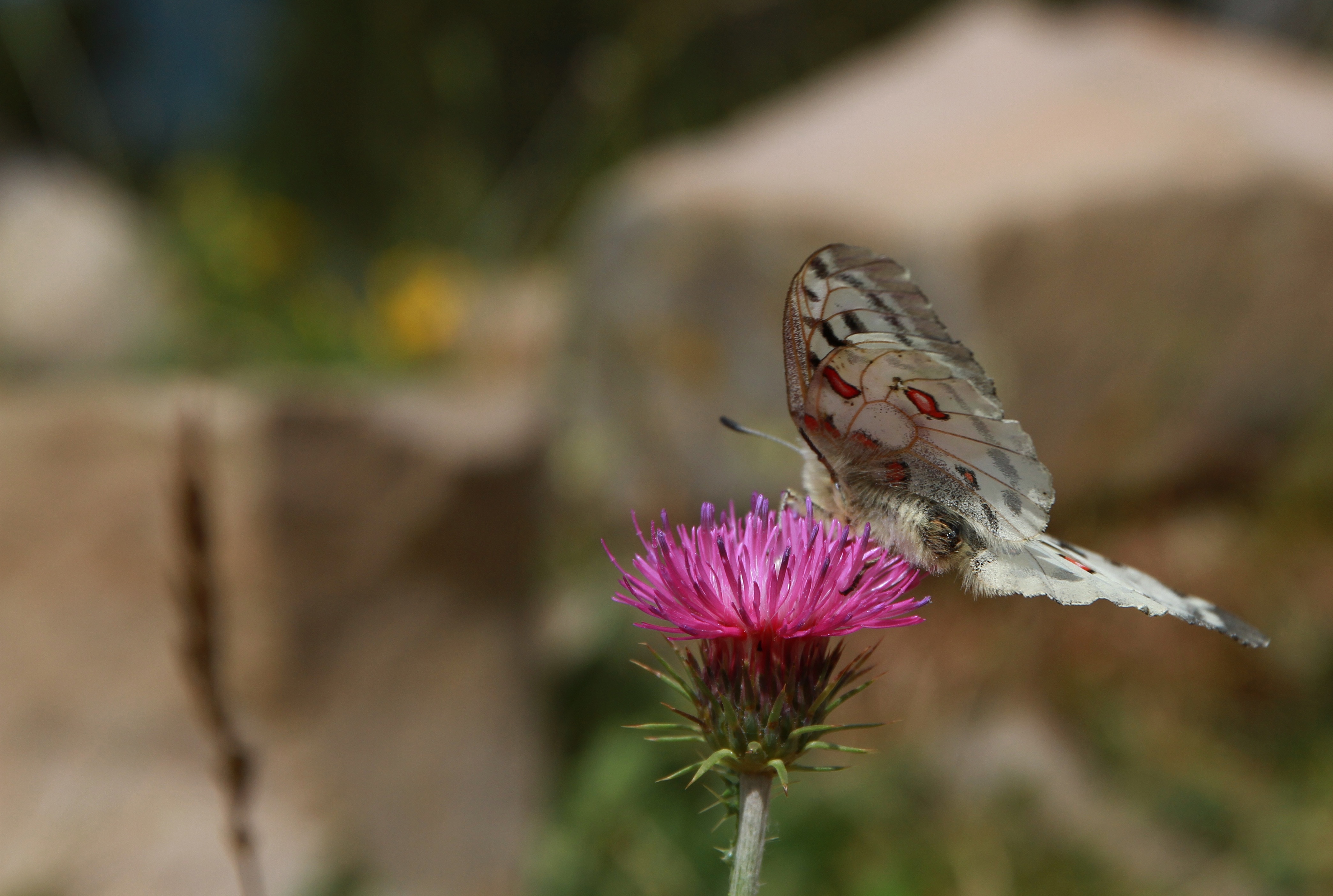 white and gray butterfly