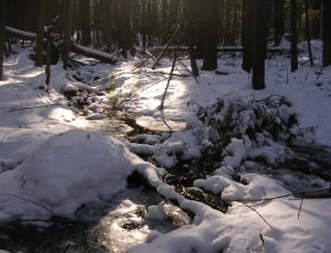 snowfield and trees thumbnail