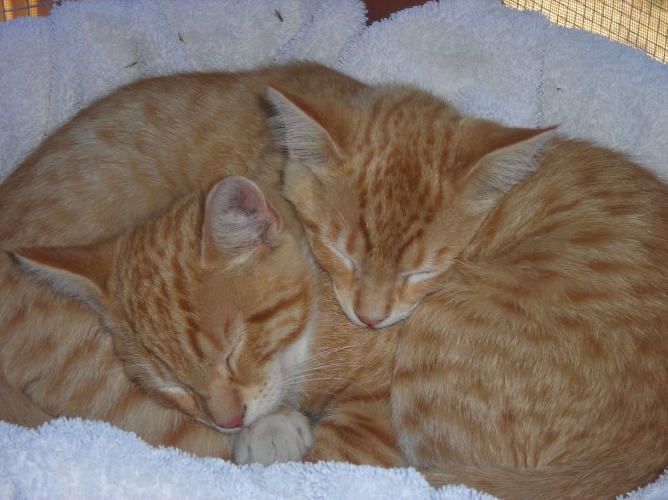 orange and gray tabby cat