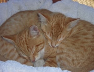 2 orange tabby cats thumbnail