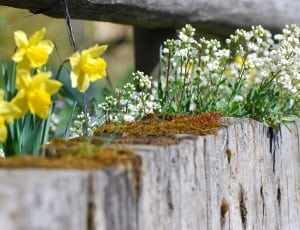yellow daffodils and white baby's breath thumbnail