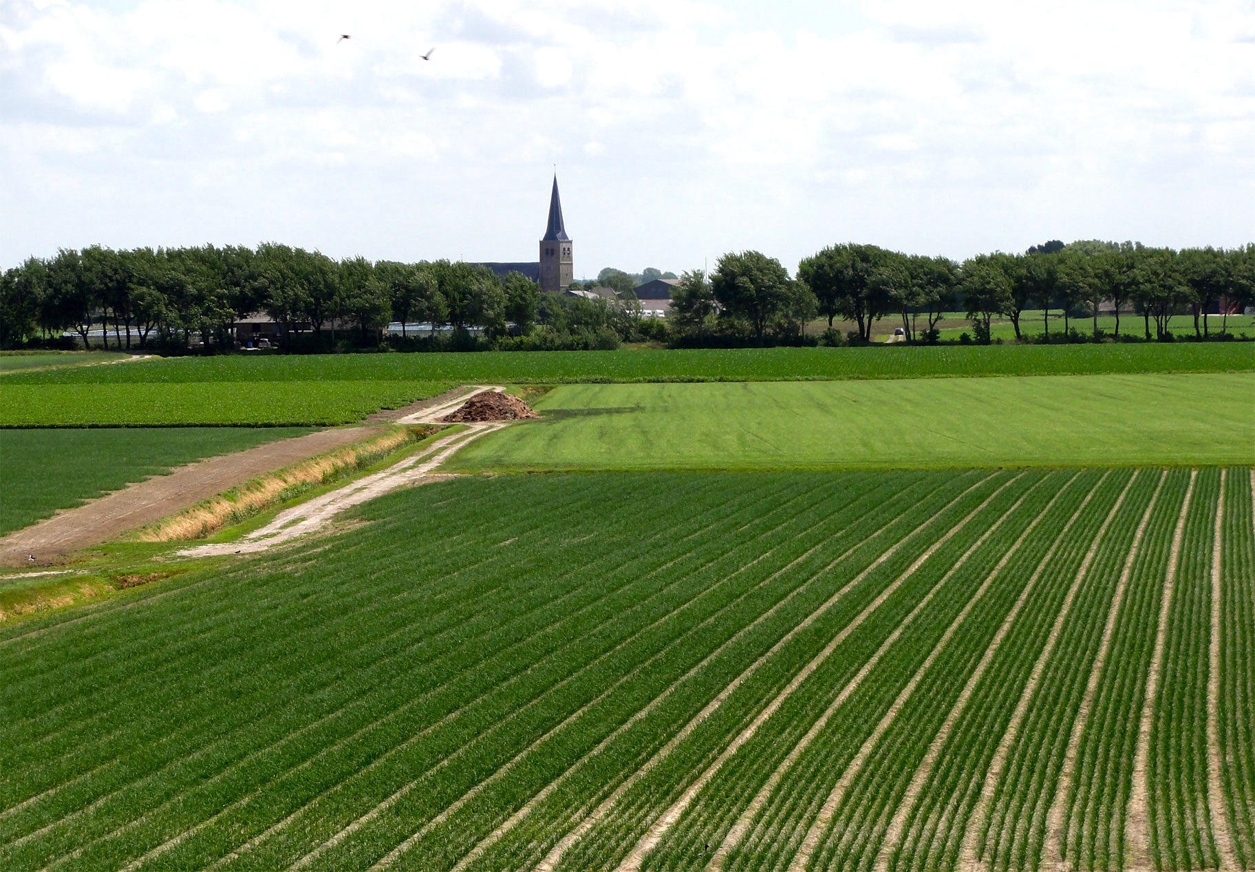 Сельхоз поля Голландия
