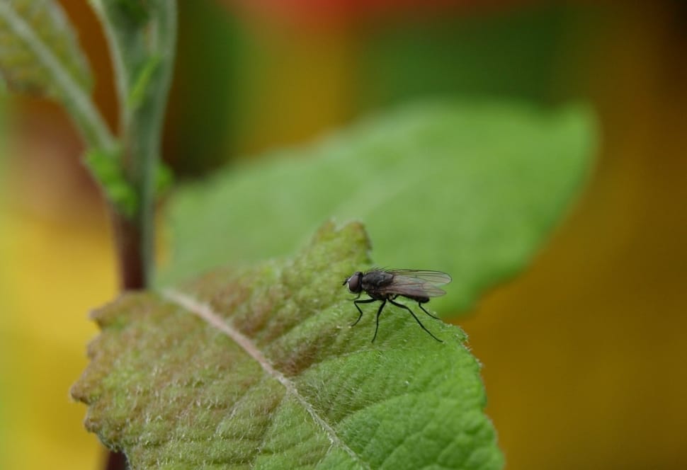 black housefly preview