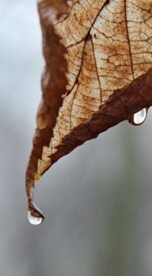 brown dried leaf thumbnail