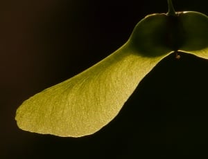 green leaf and black as background thumbnail