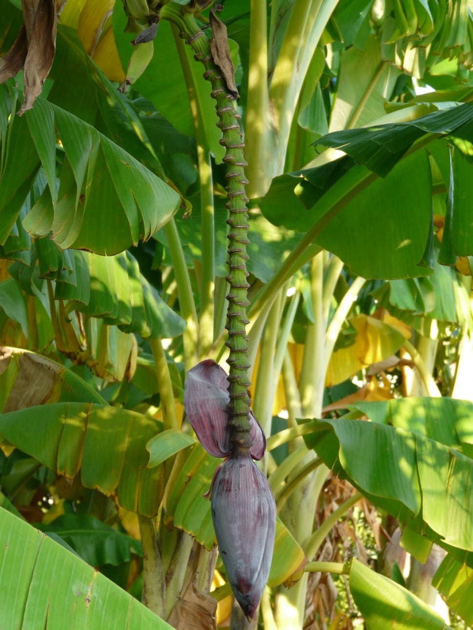 green banana tree preview