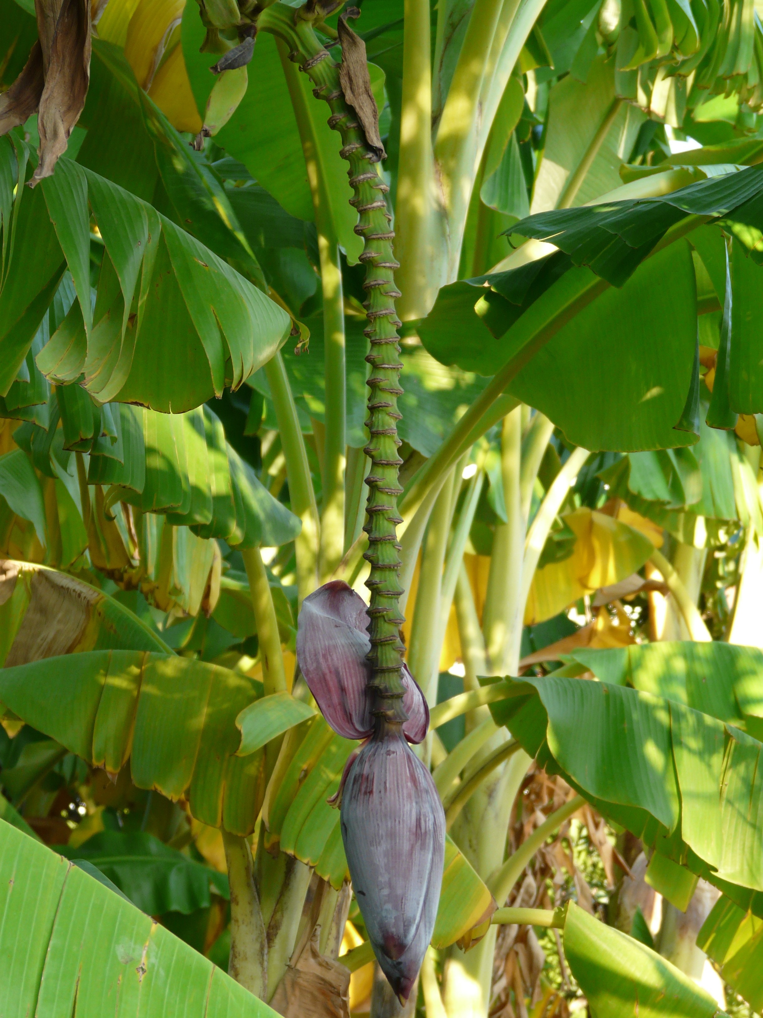 green banana tree