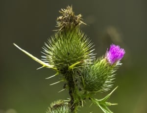 green and purple petaled flower thumbnail