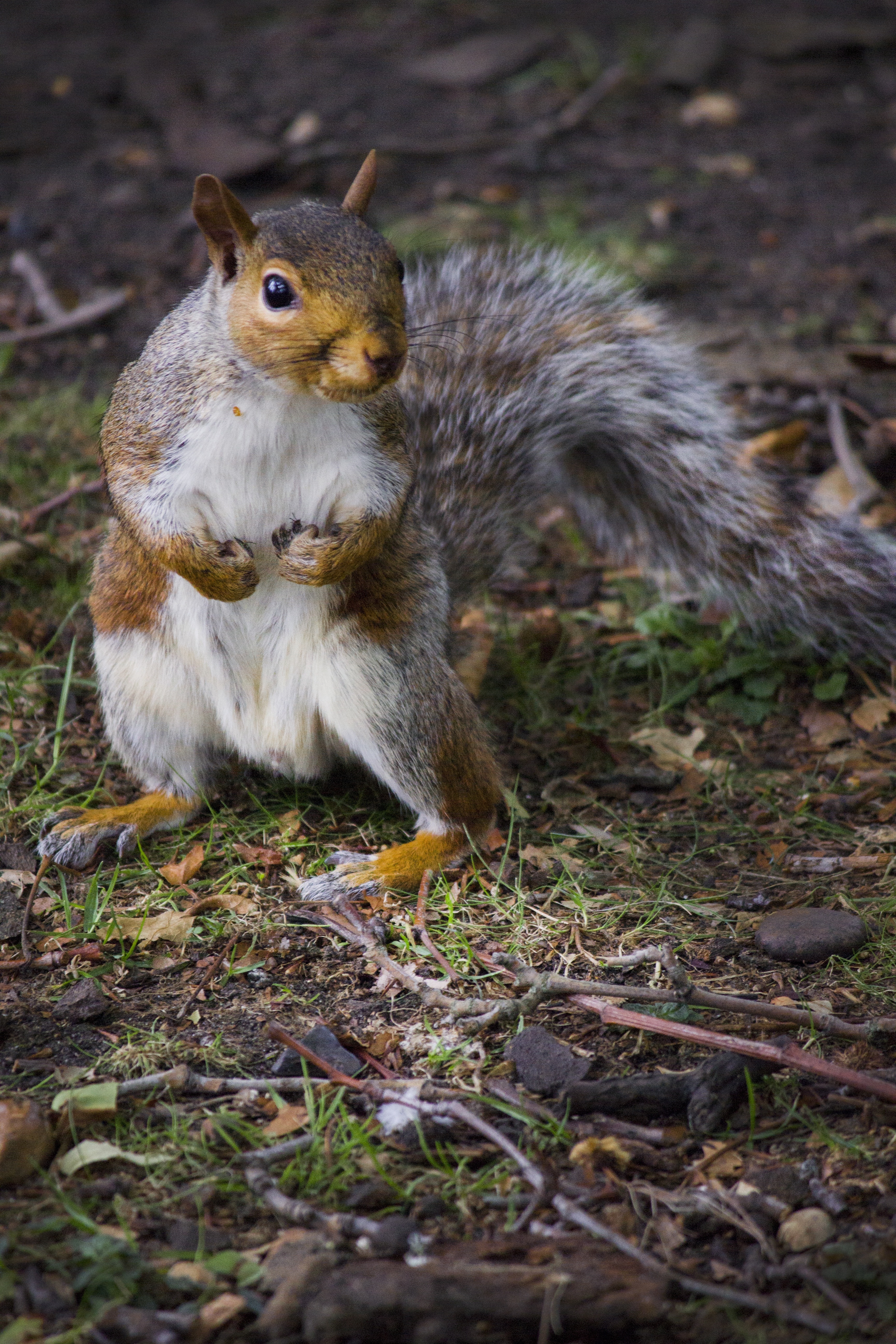 white and brown squirrel