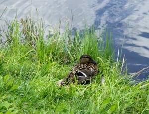 brown and black duck on grass thumbnail