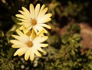 yellow daisies flower thumbnail