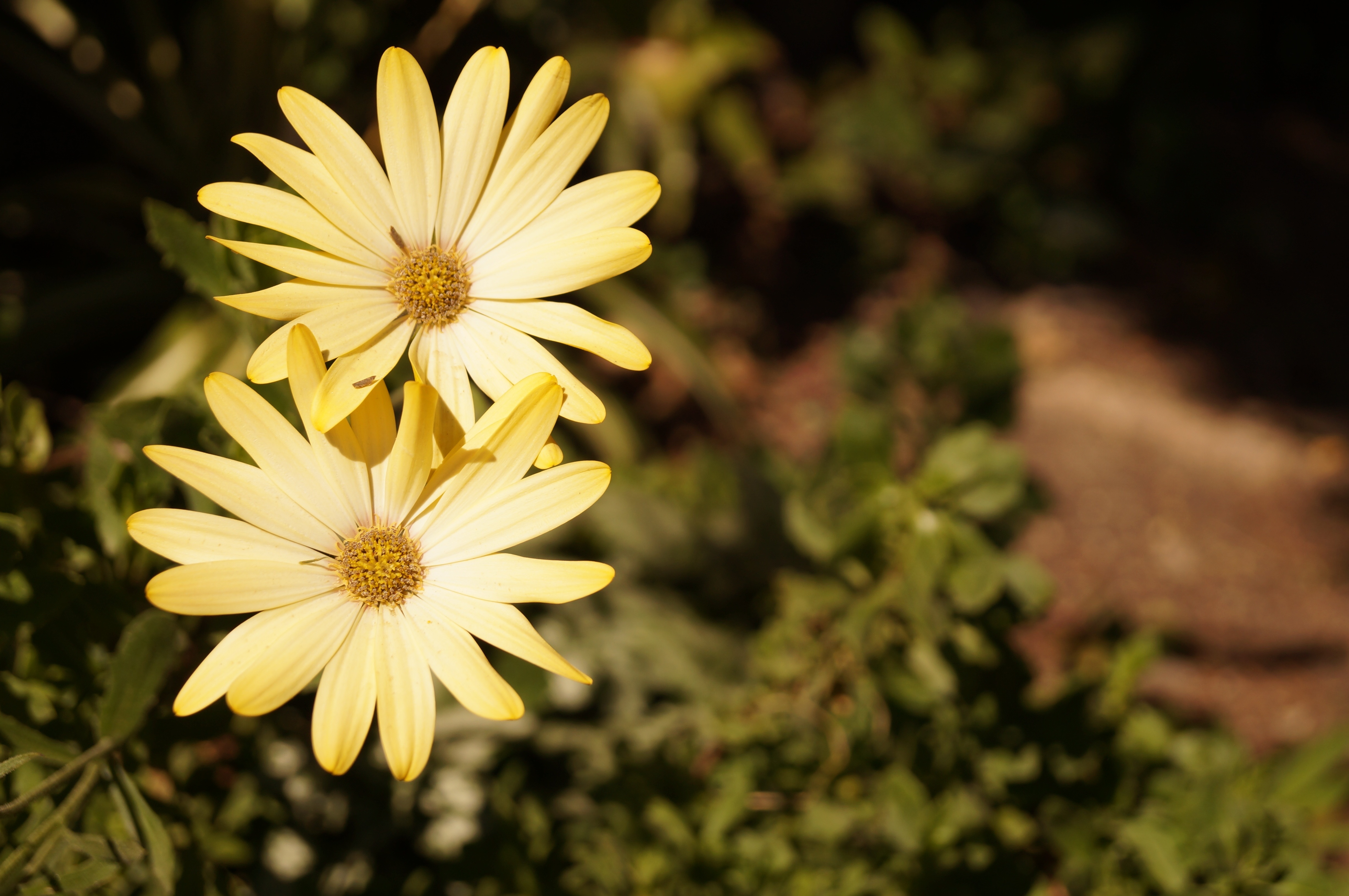 yellow daisies flower