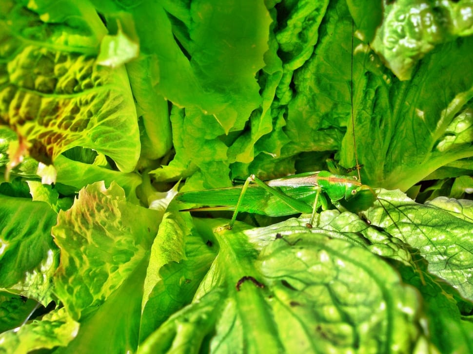 green leaf vegetable preview