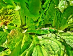 green leaf vegetable thumbnail