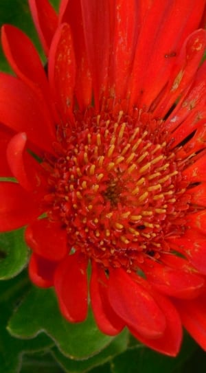 red gerbera flower thumbnail