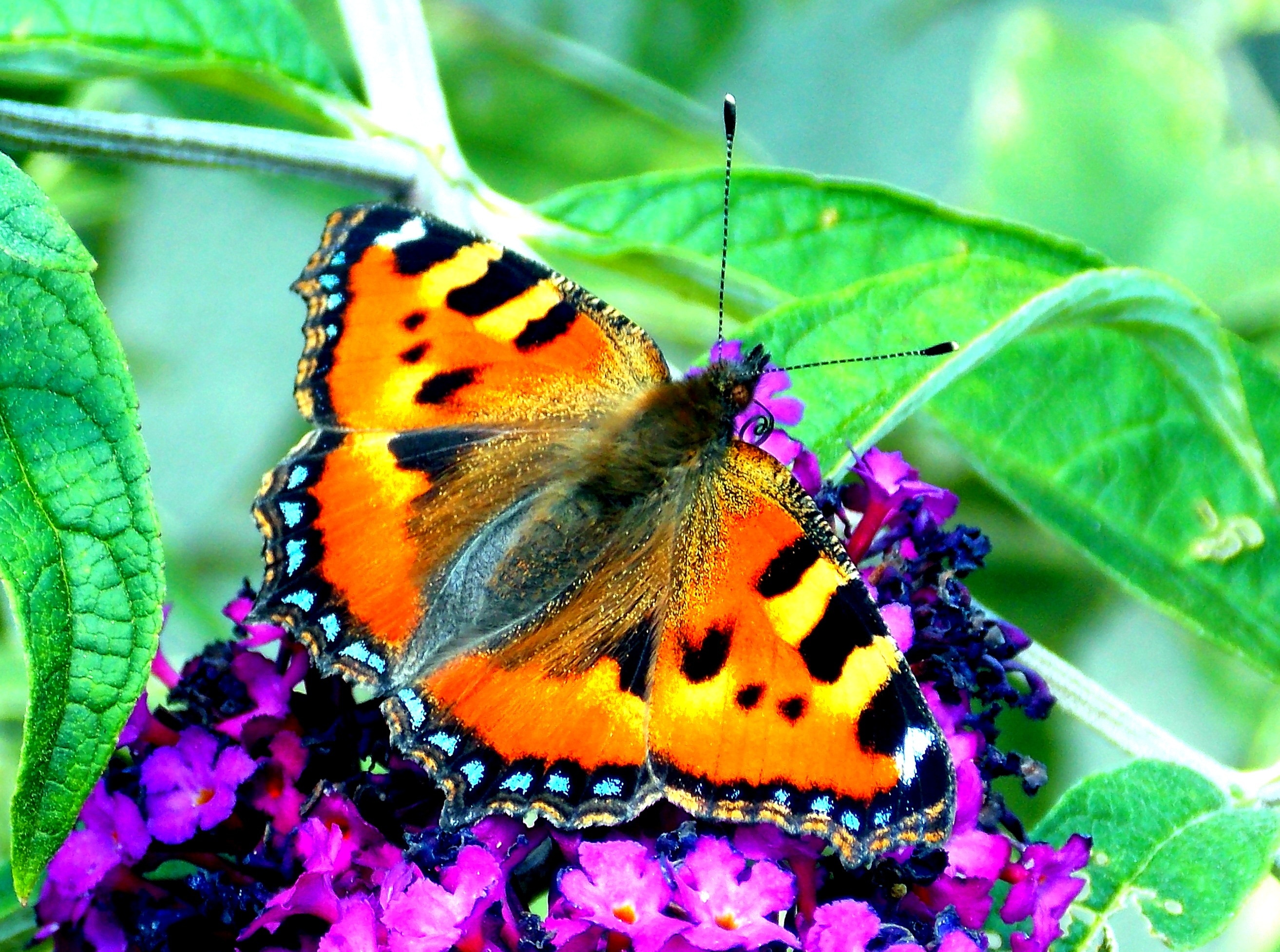 toirtoiseshell butterfly