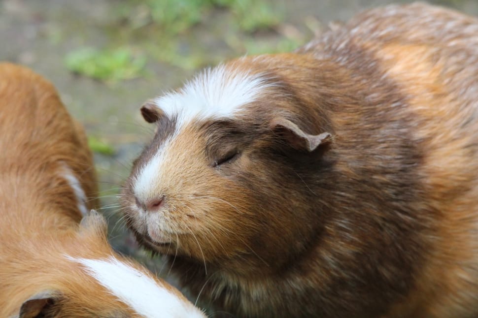 2 guinea pigs preview