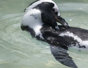 close capture of a black and white penguin thumbnail