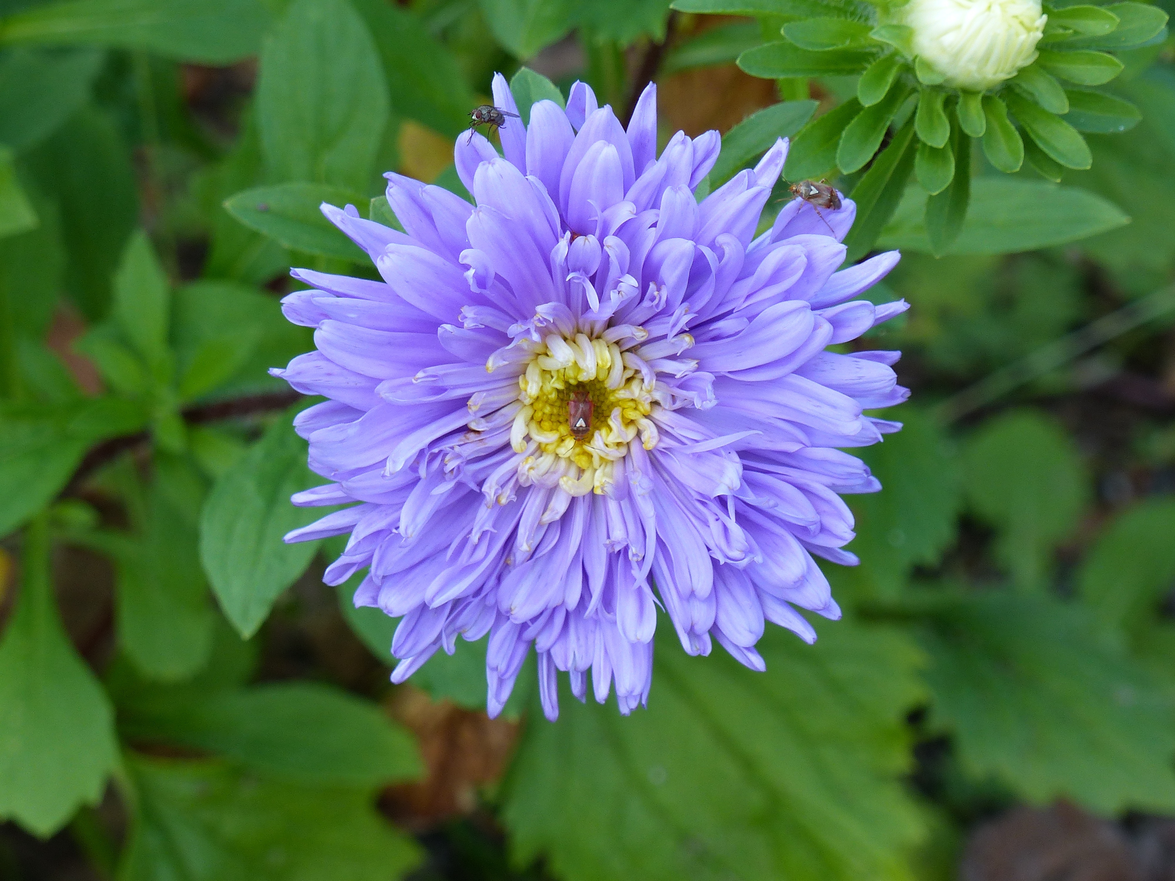 purple daisy like flower