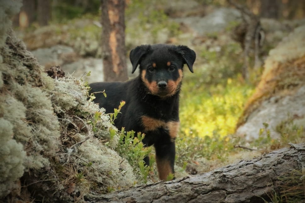 mahogany and black rottweiler puppy preview