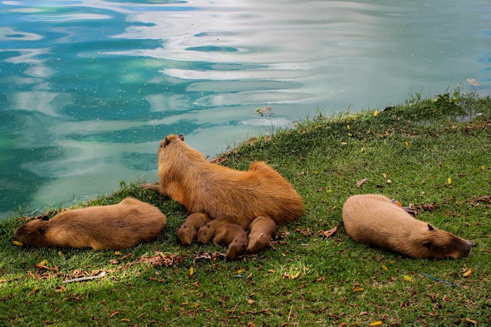 brown capybara near water during daytime preview