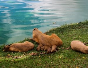 brown capybara near water during daytime thumbnail