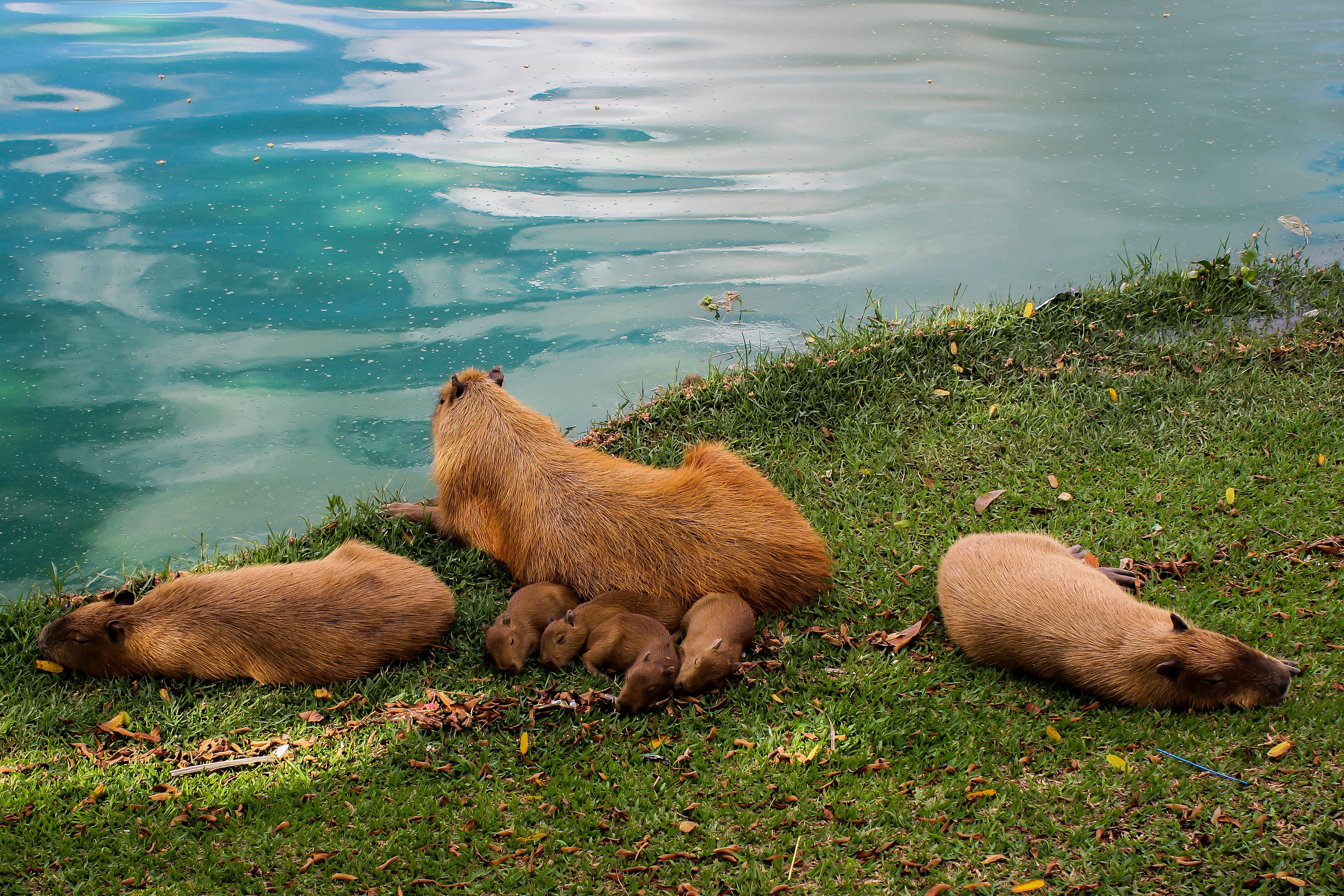 brown capybara near water during daytime