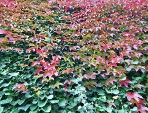 red and green leafed vine plant thumbnail