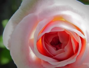 white and pink rose thumbnail