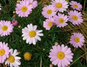 white and pink daisies thumbnail