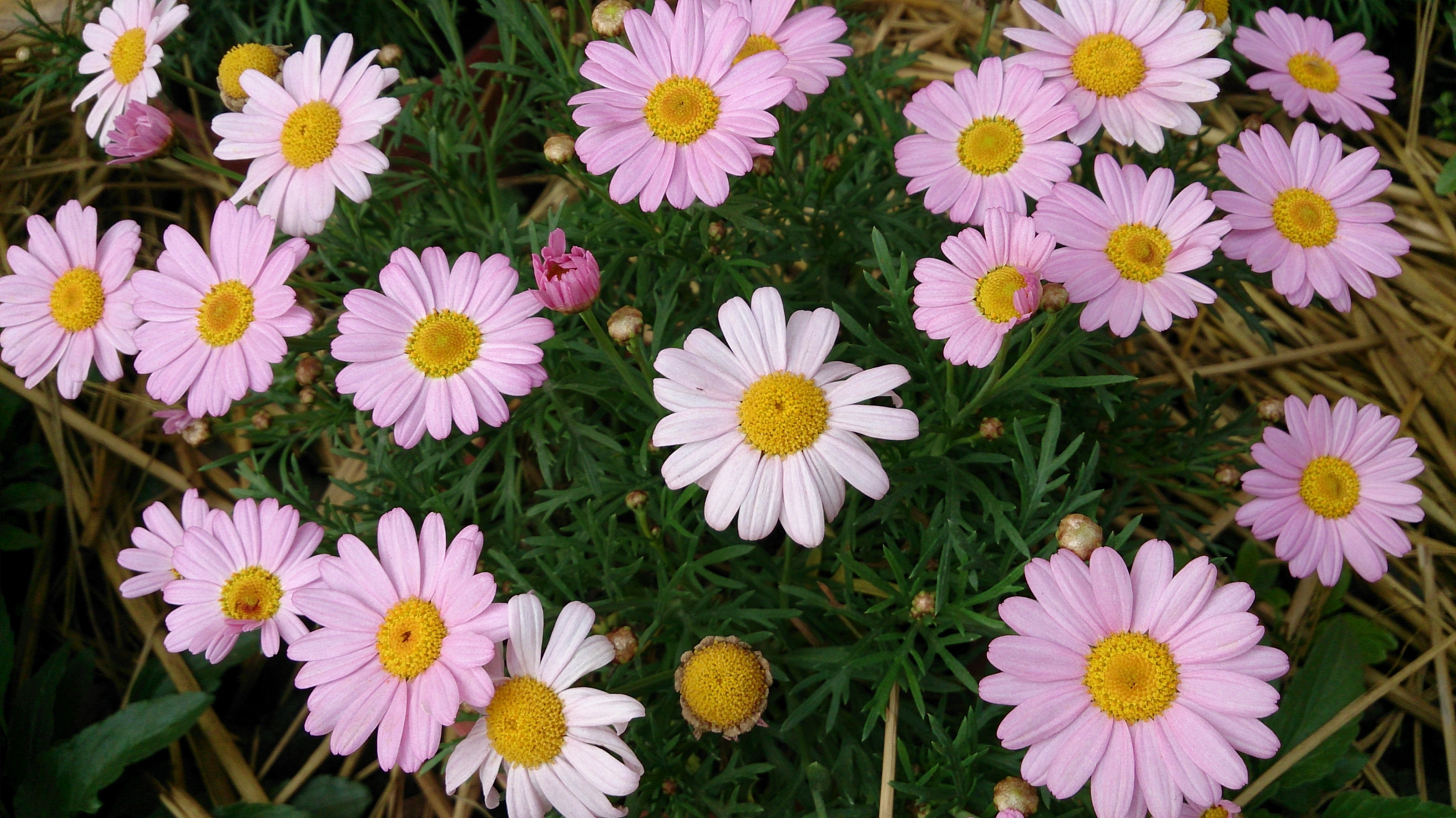 white and pink daisies