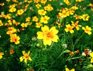 yellow petal cluster flower thumbnail